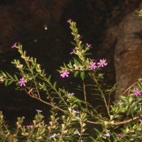 Cuphea hyssopifolia Kunth